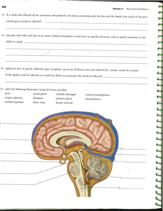 Gross Anatomy Of The Brain And Cranial Nerves Exercise 14 Anatomy Images