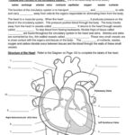 Gross Anatomy Of The Human Heart Worksheet Answers Anatomy Worksheets