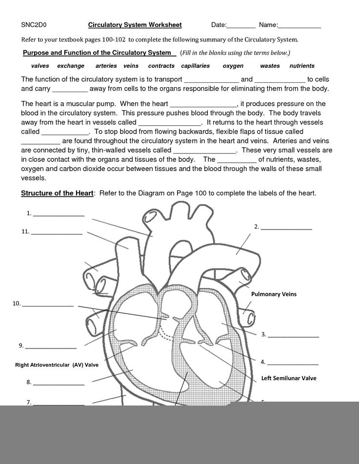 Gross Anatomy Of The Human Heart Worksheet Answers Anatomy Worksheets