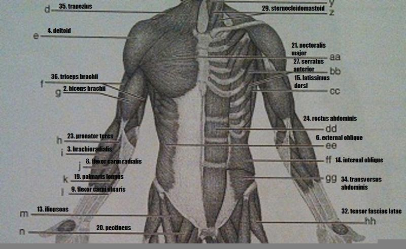Gross Anatomy Of The Skeletal Muscles Worksheet Answers Anatomy 