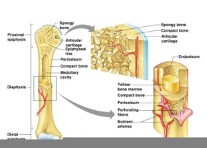 Gross Anatomy Of The Typical Long Bone Worksheet Anatomy Worksheets