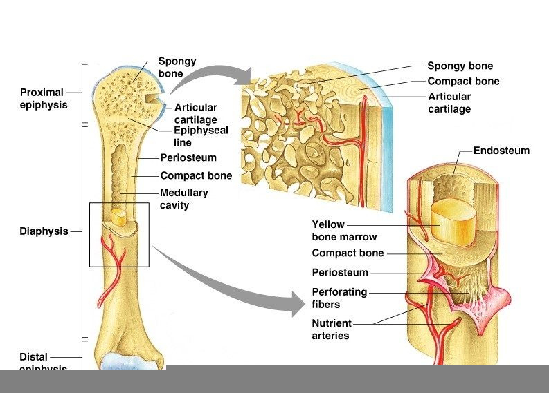 Gross Anatomy Of The Typical Long Bone Worksheet Anatomy Worksheets