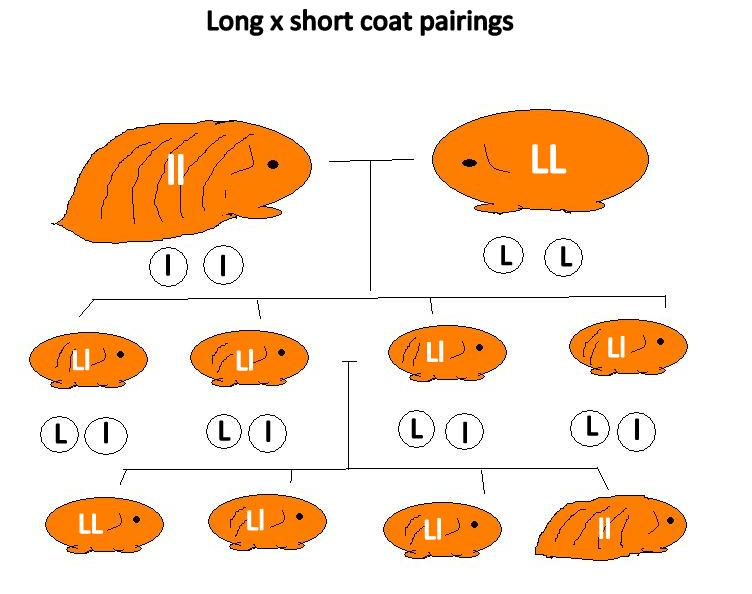 Guinea Pig Worksheet Science Genetics