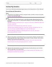 Guinea Pig Worksheet Science Genetics