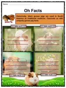 Guinea Pig Worksheet Science Genetics