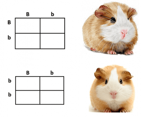 Guinea Pig Worksheet Science Worksheet Researching Animals Guinea Pig 