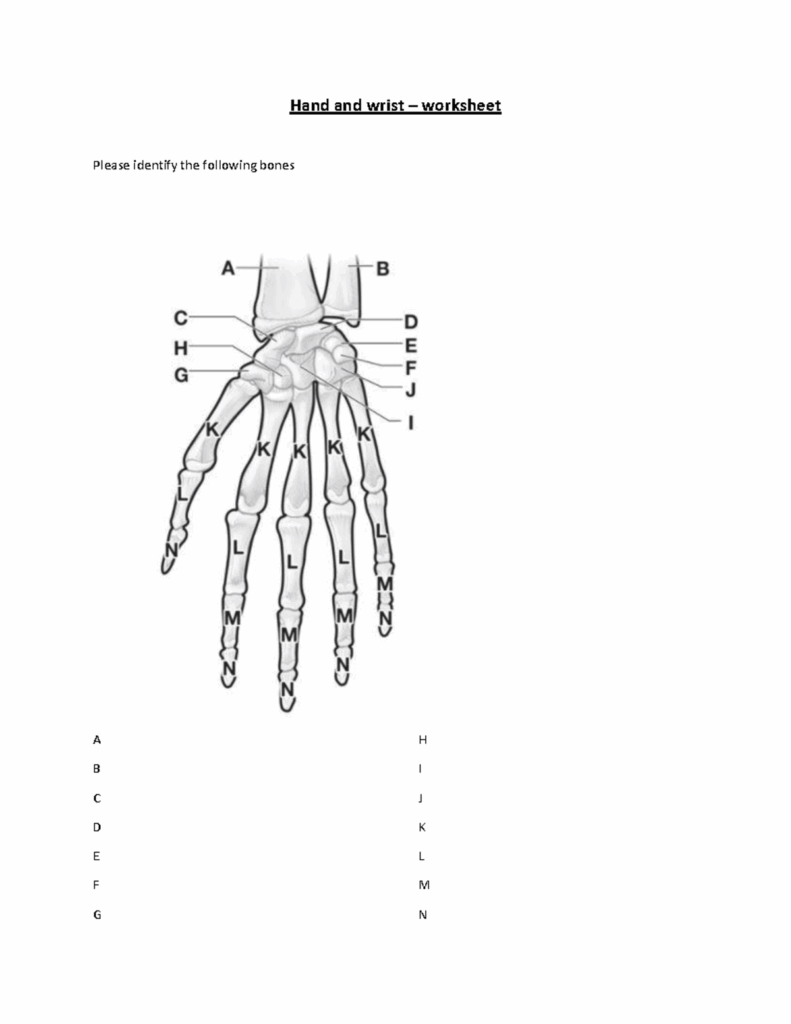 Hand And Wrist Worksheet Hand And Wrist Worksheet Please Identify 