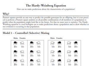 Hardy Weinberg Equation Worksheet Answers A Guide To Population Genetics