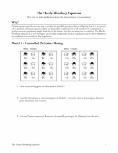 Hardy Weinberg Equation Worksheet Population Genetics