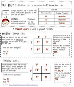 Harry Potter Genetics Lesson 1 By Next Generation Science Classroom