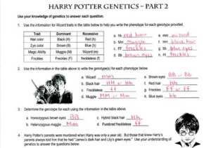 Harry Potter Genetics Part 2 Of 3 By Spyglass Biology TpT