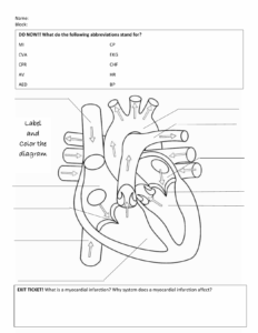 Heart Anatomy And Physiology Worksheet Anatomy Worksheets