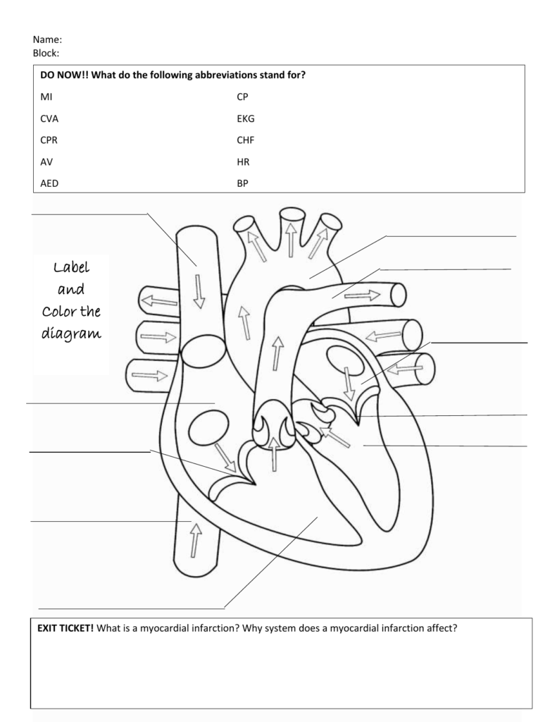 Heart Anatomy And Physiology Worksheet Anatomy Worksheets