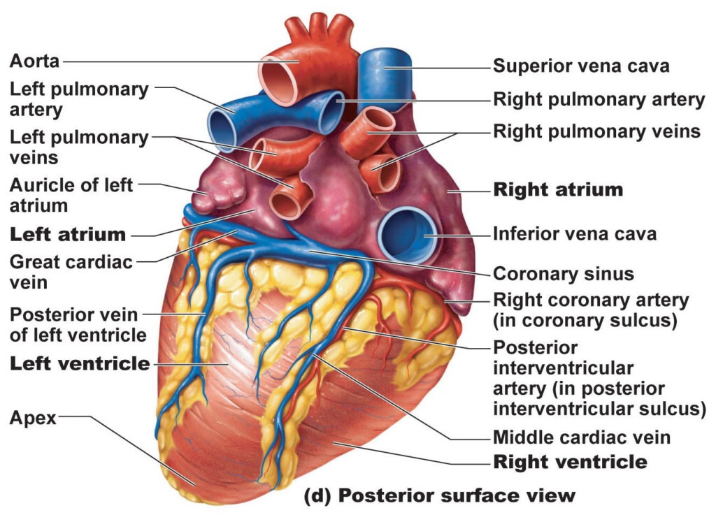 Heart Anatomy Chambers Valves And Vessels Anatomy Physiology