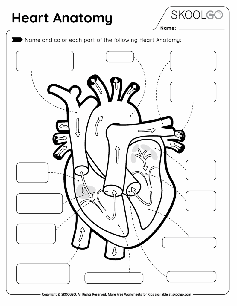 Heart Anatomy Free Worksheet For Kids SKOOLGO Worksheets Library