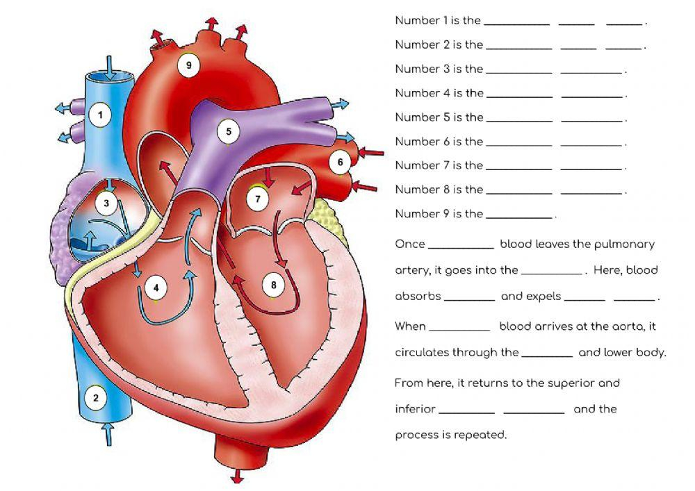 Heart Blood Flow Simple Anatomy Diagram Cardiac Circulation 