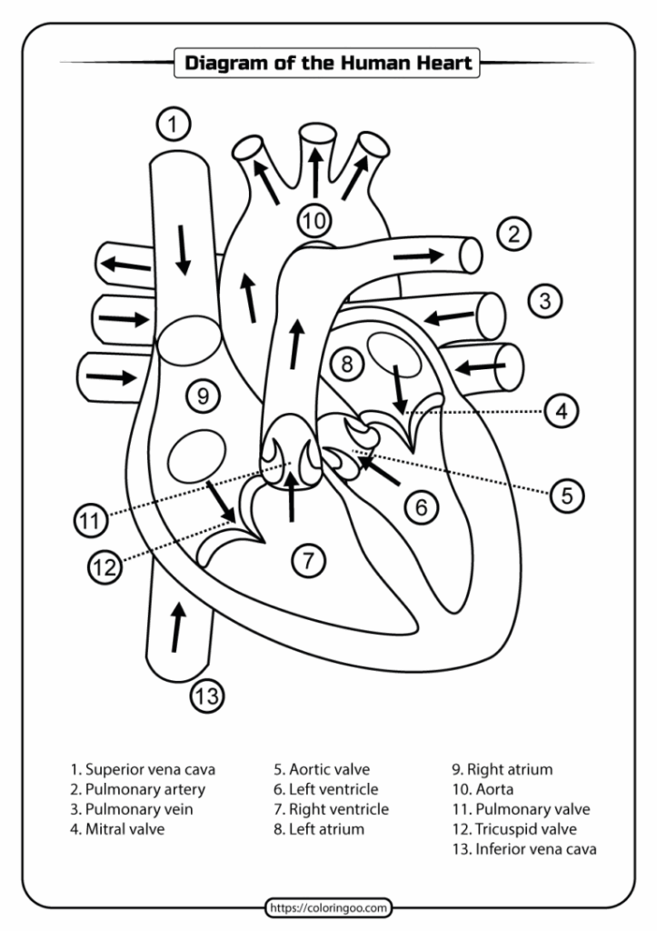 Heart Diagram Printable Worksheet Peggy Worksheets