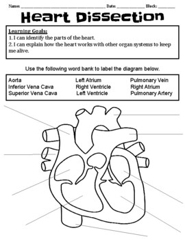 Heart Dissection 39 TPT