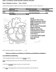 Heart Worksheet docx Quiz 9 Circulatory System Anatomy And Basic 