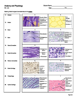 Histology Connective Tissue Quiz By Science Linkage TpT