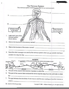 Hole s Anatomy And Physiology Worksheets Anatomy Worksheets