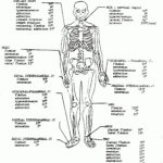Hole s Anatomy And Physiology Worksheets Anatomy Worksheets