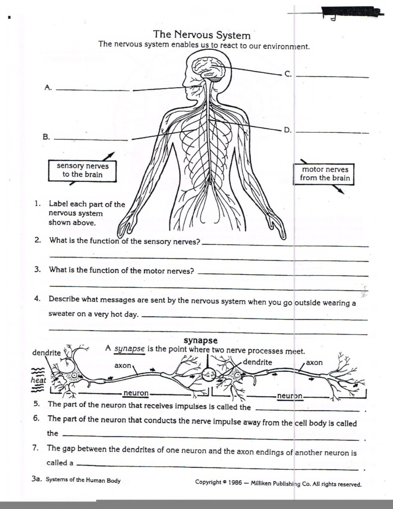Hole s Anatomy And Physiology Worksheets Anatomy Worksheets