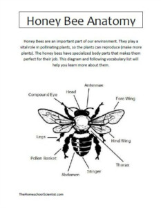 Honey Bee Anatomy Printable Lesson The Homeschool Scientist