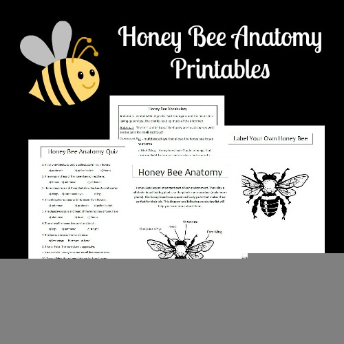 Honey Bee Anatomy Worksheet Anatomy Worksheets