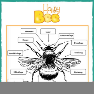 Honey Bee Anatomy Worksheet Anatomy Worksheets