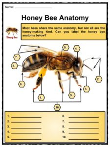 Honey Bee Facts Worksheets Anatomy Lifespan Diet For Kids