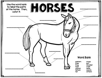 Horse Anatomy Worksheet For Kids