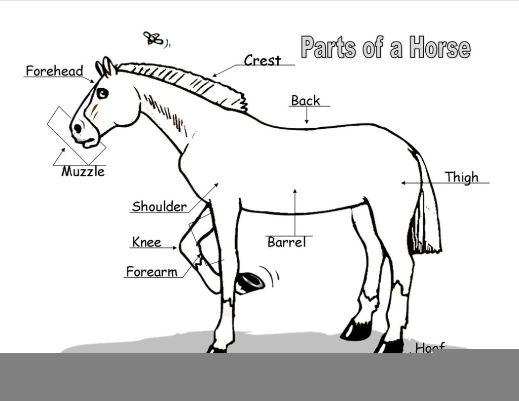 Horse Anatomy Worksheet For Kids Anatomy Worksheets