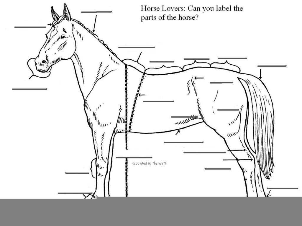 Horse Anatomy Worksheet For Kids Anatomy Worksheets