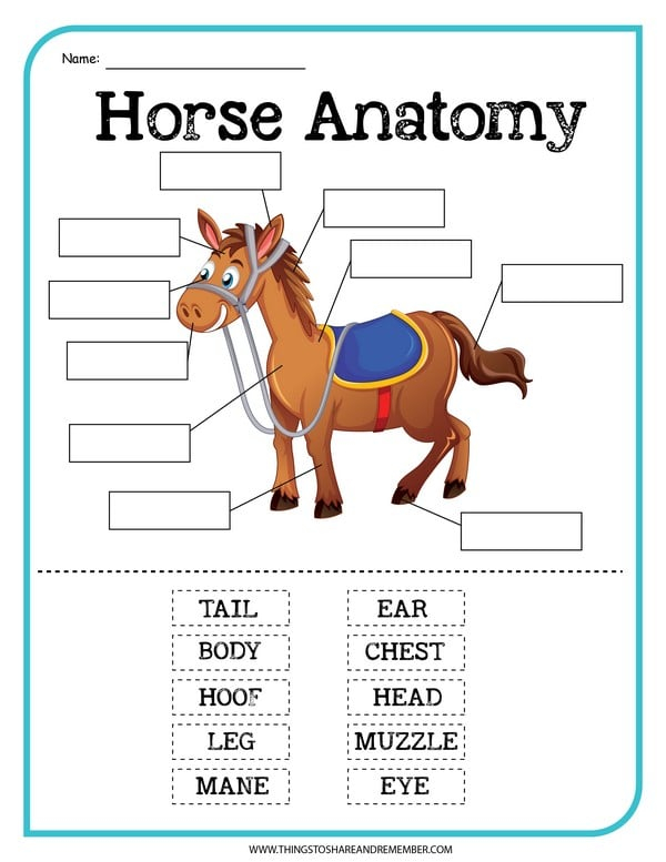 Horse Anatomy Worksheet For Kids