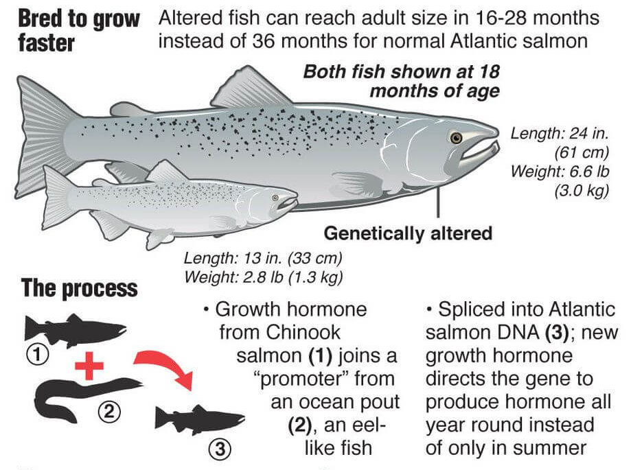 How Genetic Engineering Will Help Make Fishing More Sustainable 