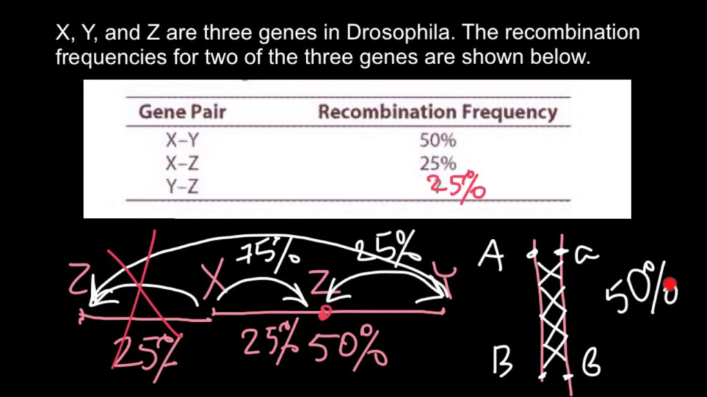 How To Solve Gene Recombination Problems In Genetics YouTube