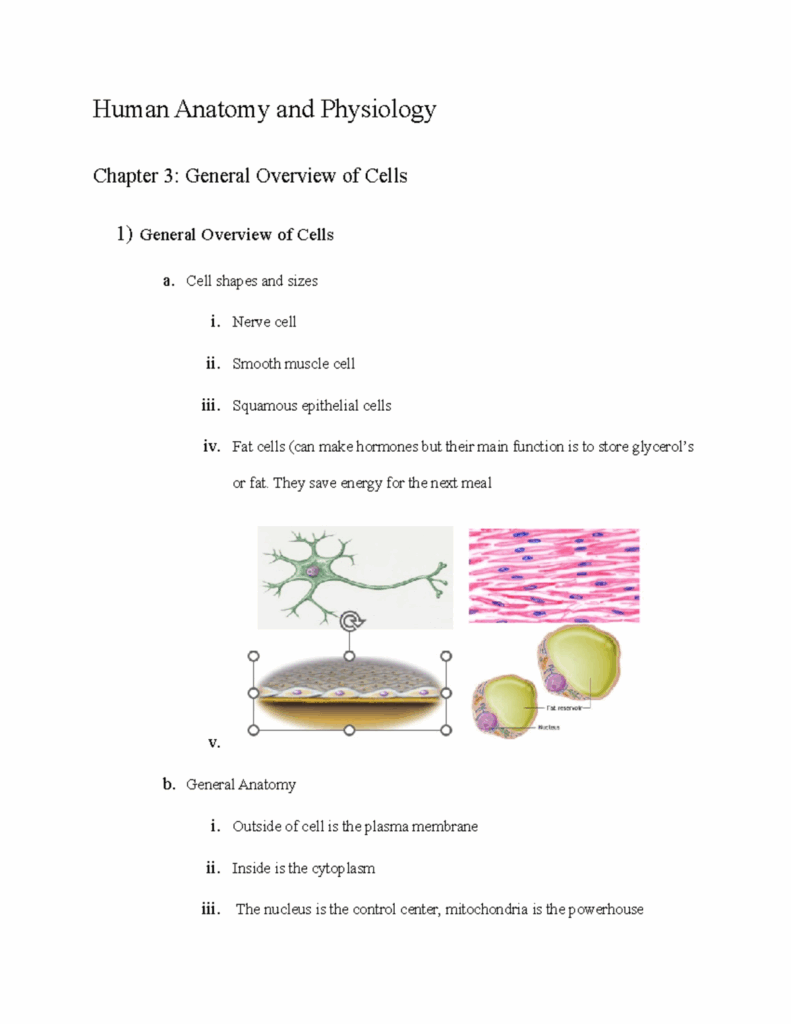 Human Anatomy And Physiology Chapter 3 Cell Shapes And Sizes I Nerve 