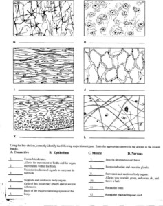 Human Anatomy And Physiology Chapter 3 Cells And Tissues Answer Key