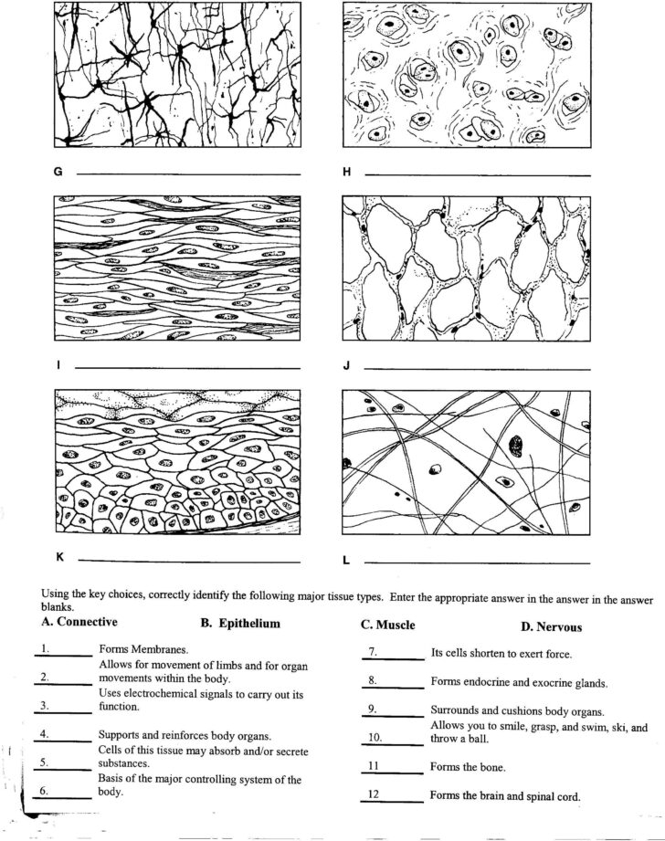 Human Anatomy And Physiology Chapter 3 Cells And Tissues Answer Key 