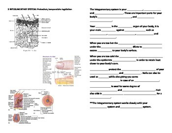 Human Anatomy And Physiology Fill In Blanks Worksheets By Mizzz Foster