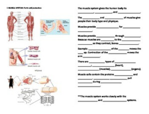 Human Anatomy And Physiology Fill In Blanks Worksheets By Mizzz Foster