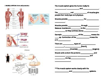 Human Anatomy And Physiology Fill In Blanks Worksheets By Mizzz Foster