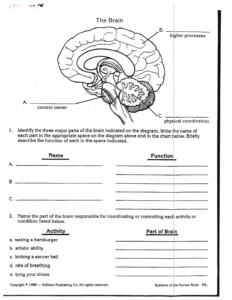 Human Anatomy And Physiology Nervous System Worksheet Answers Anatomy