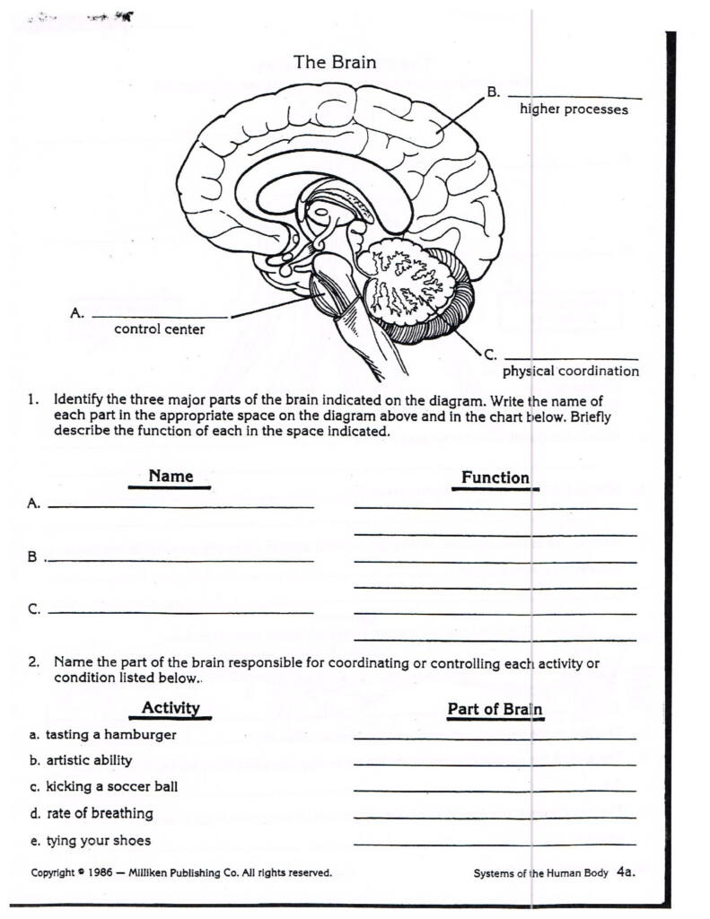 Human Anatomy And Physiology Nervous System Worksheet Answers Anatomy 