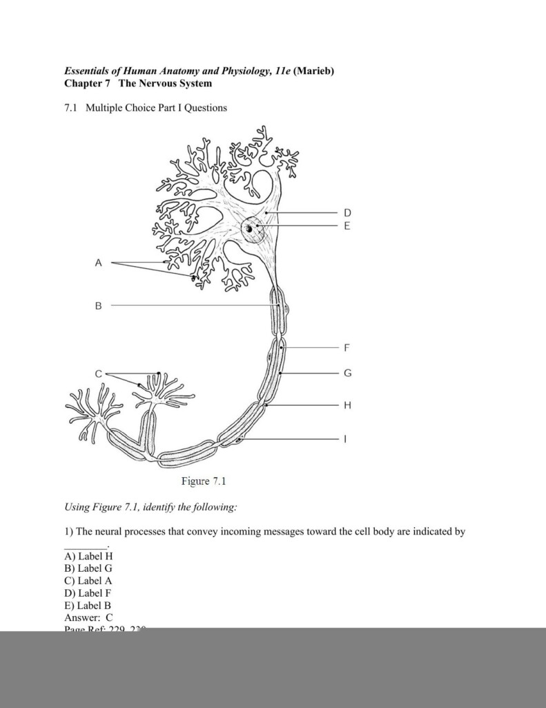 Human Anatomy And Physiology Nervous System Worksheet Answers Anatomy 
