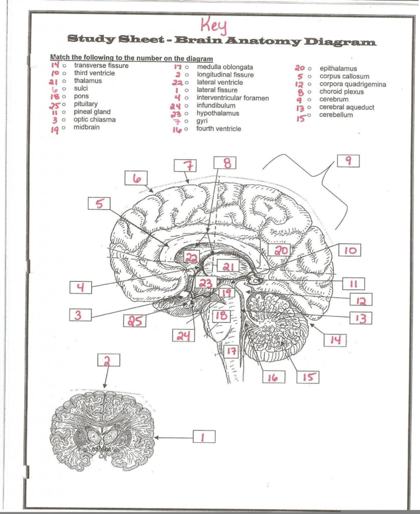 Human Anatomy And Physiology Nervous System Worksheet Answers Anatomy 