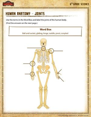 Human Anatomy Joints Free 6th Grade Science Worksheets Science 