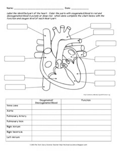 Human Anatomy Labeling Worksheets Human Body System Labeling Worksheets