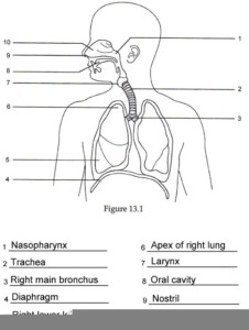 Human Anatomy Labeling Worksheets Respiratory Anatomy Labeling Quiz